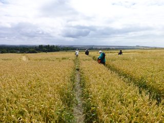 ground of Etchilhampton from ccc
