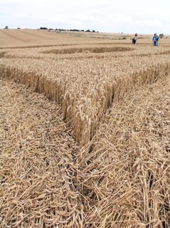 ground of Avebury from ccc