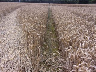 ground of Swarranton from ccc