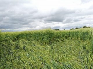 ground of Ashway from ccc