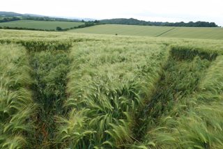 ground of Willoughboy Hedge from ccc