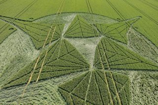 aerial of Savernake Forest from tt