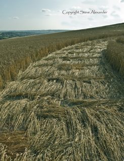 ground of Etchilhampton from tt