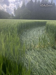 other of South Brewham from tt
