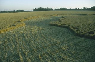 other of Tawsmead Copse