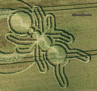aerial of Sparticles Wood