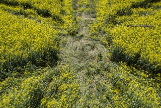 aerial of Willoughby Hedge from tt