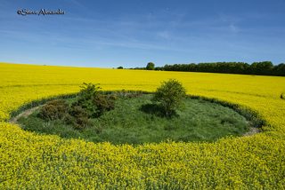 other of Willoughby Hedge from tt
